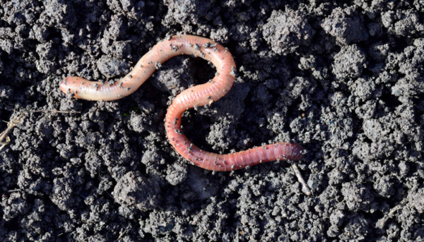 The Humble Earthworm