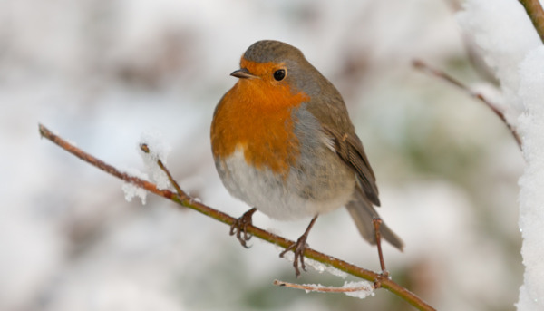 How to Protect our Winter Wildlife
